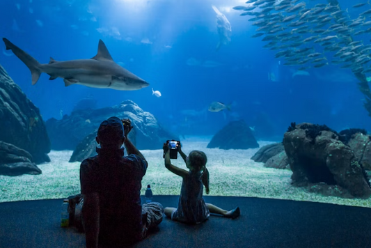 Oceanário de Lisboa: Online Ticket